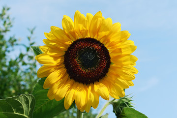 Golden sunflower growing in the garden, on sky background, illuminated by the sunlight from the side
