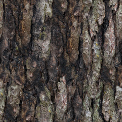 Seamless texture of oak bark.