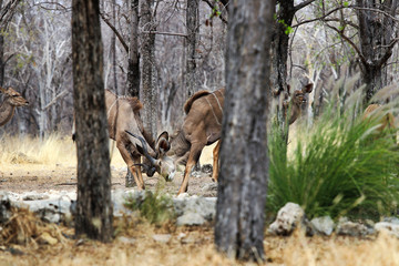 greater kudu (Tragelaphus strepsiceros) - Namibia Africa 