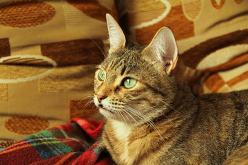 Cute fluffy cat with green eyes lies on a soft blanket on a couch.