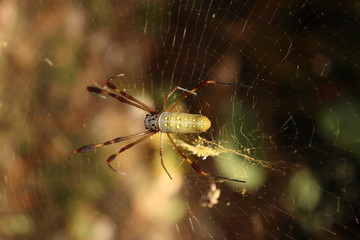 spider on its cobweb