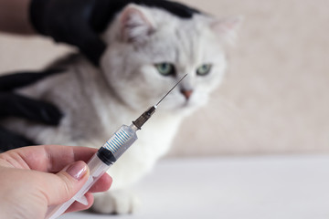 Cat treatment. Cat in a medical veterinary clinic. Syringe on the background of the head of a kitten. Medical assistance.