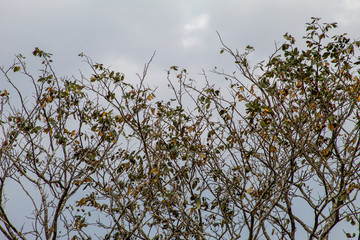naturaleza