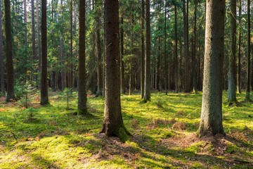 A beautiful natural forest in the Knyszyńska Forest