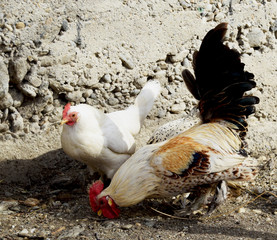 A young brown and white coconut and little hen