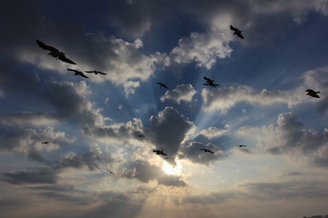 seagulls on the background of the setting sun behind clouds
