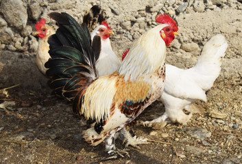 A young brown and white coconut and little hen