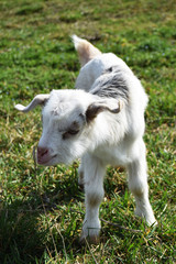 Naklejka na ściany i meble baby goat on the spring grass