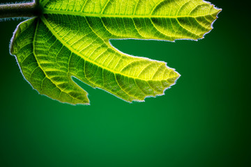 small fig leaf - close up