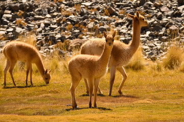 Vigognes sur l'altiplano © Pat on stock
