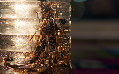 tree roots in water bottles