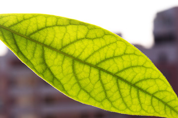 close up of leaf