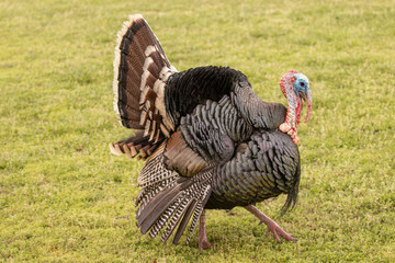 turkey in the grass