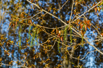 Populus canadensis. Rama de chopo canadiense en primavera con frutos colgantes y hojas juveniles.