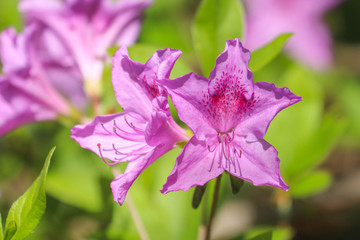 purple flower in the morning