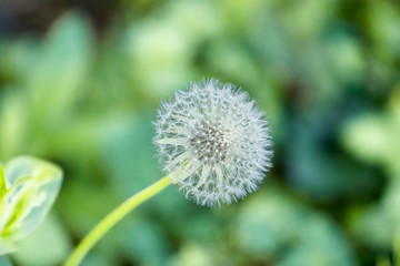 dandelion seed head