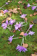 Colchicum rose en automne
