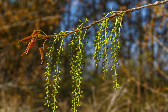 Rama de chopo canadiense en primavera con frutos colgantes y hojas juveniles. Populus canadensis.
