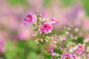 Obraz premium Pink flower natural color background