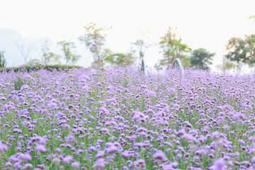 Naklejka premium Puple flower natural color background