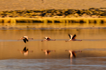 Flamants andins sur l'altiplano