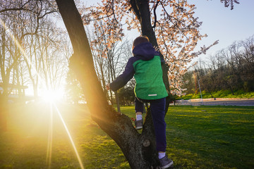 Young boy showing his dexterity and agility by climbing a fully blossomed tree during spring evening with a sunset flare in the background of the lower left part of the image