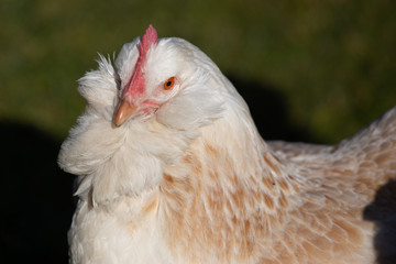 Favorelles chicken half in view