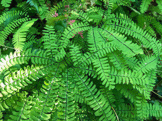Maidenhair Fern Green Background