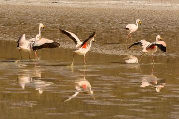 Flamants andins sur l'altiplano