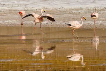 Flamants andins sur l'altiplano