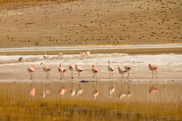 Flamants andins sur l'altiplano