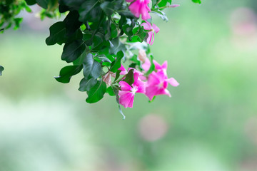 Puple flower natural color background