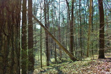 dead fallen tree in spring forest
