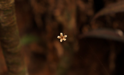 flower in the garden