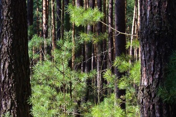 Obraz premium young green pine needles in spring forest