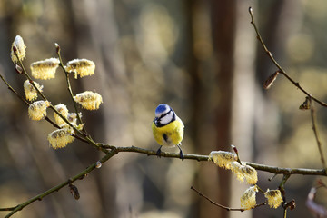 Blue tit on a spring branch of a willow...