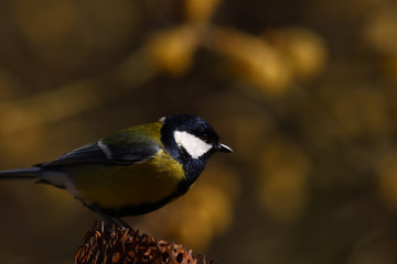 Tit sits sideways to the camera on a dark background..