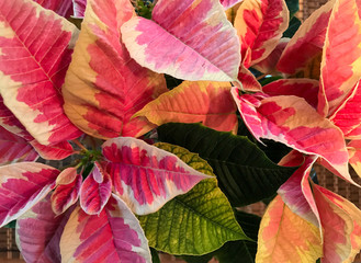 Christmas Poinsettia Background