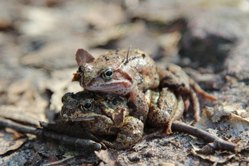 Krycie, gody żab w okresie wiosennym, para żab zwyczajnych. - obrazy, fototapety, plakaty