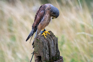 Portrait of a Common Kestrel (Falco tinnunculus) in England