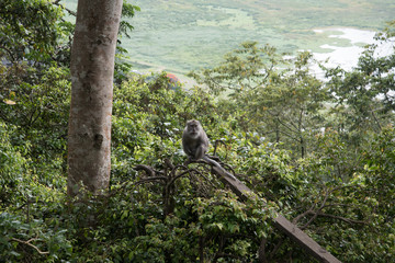 Wonders of Bali!