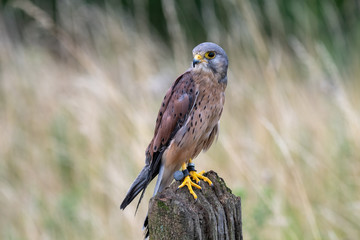 Portrait of a Common Kestrel (Falco tinnunculus) in England