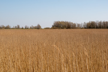Salzwiese an der Knock