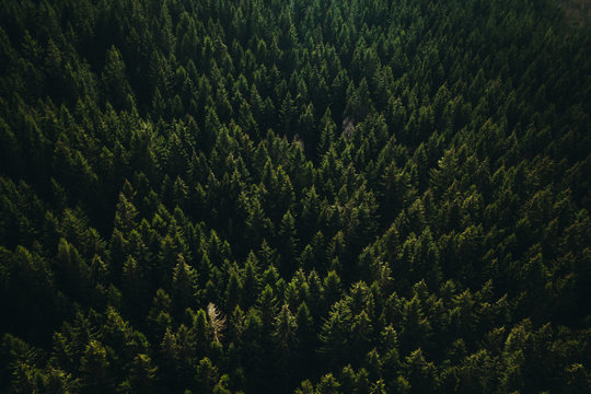Forest from above