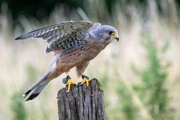 Portrait of a Common Kestrel (Falco tinnunculus) in England