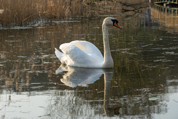 The mute swan (Cygnus olor) in the pond.