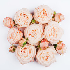 Spring background. Rose flowers on a white background. Flat lay.