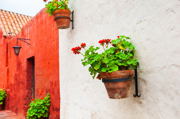 Fototapeta na wymiar Flowers on the facade in Santa Catalina monastery in Arequipa, Peru