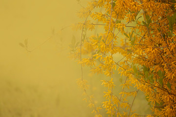 beautiful yellow background consisting of flowers