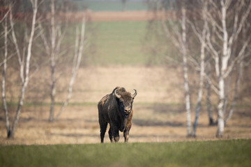 European bison - Bison bonasus in the Knyszyn Forest (Poland) © szczepank
